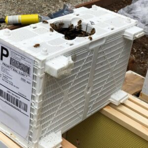 Carniolan Package Bees