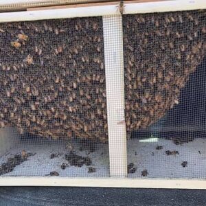 italian-package-bees