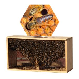 russian-hybrid-package-bees