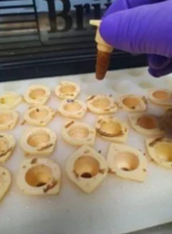 Queen cells - Image 4