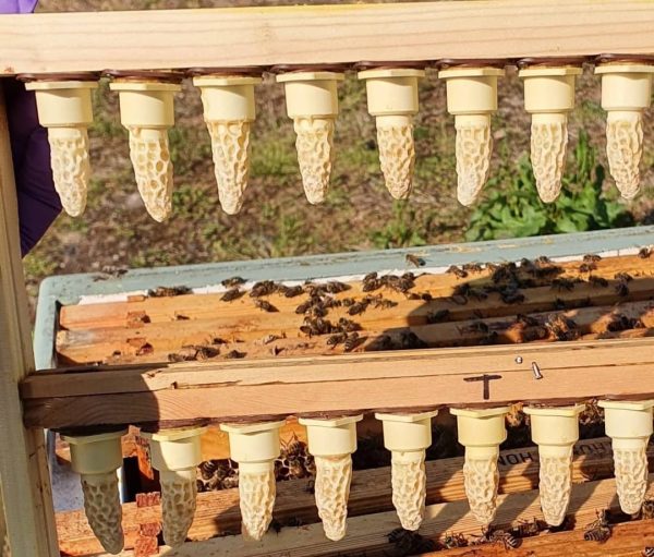 Queen cells - Image 5