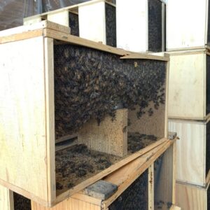 caucasian-bee-package