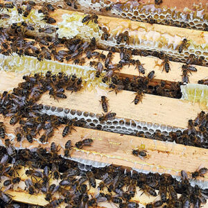 Buckfast Honey Bee Nucs