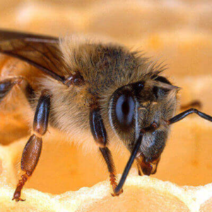 Russian Hybrid Queen Bee